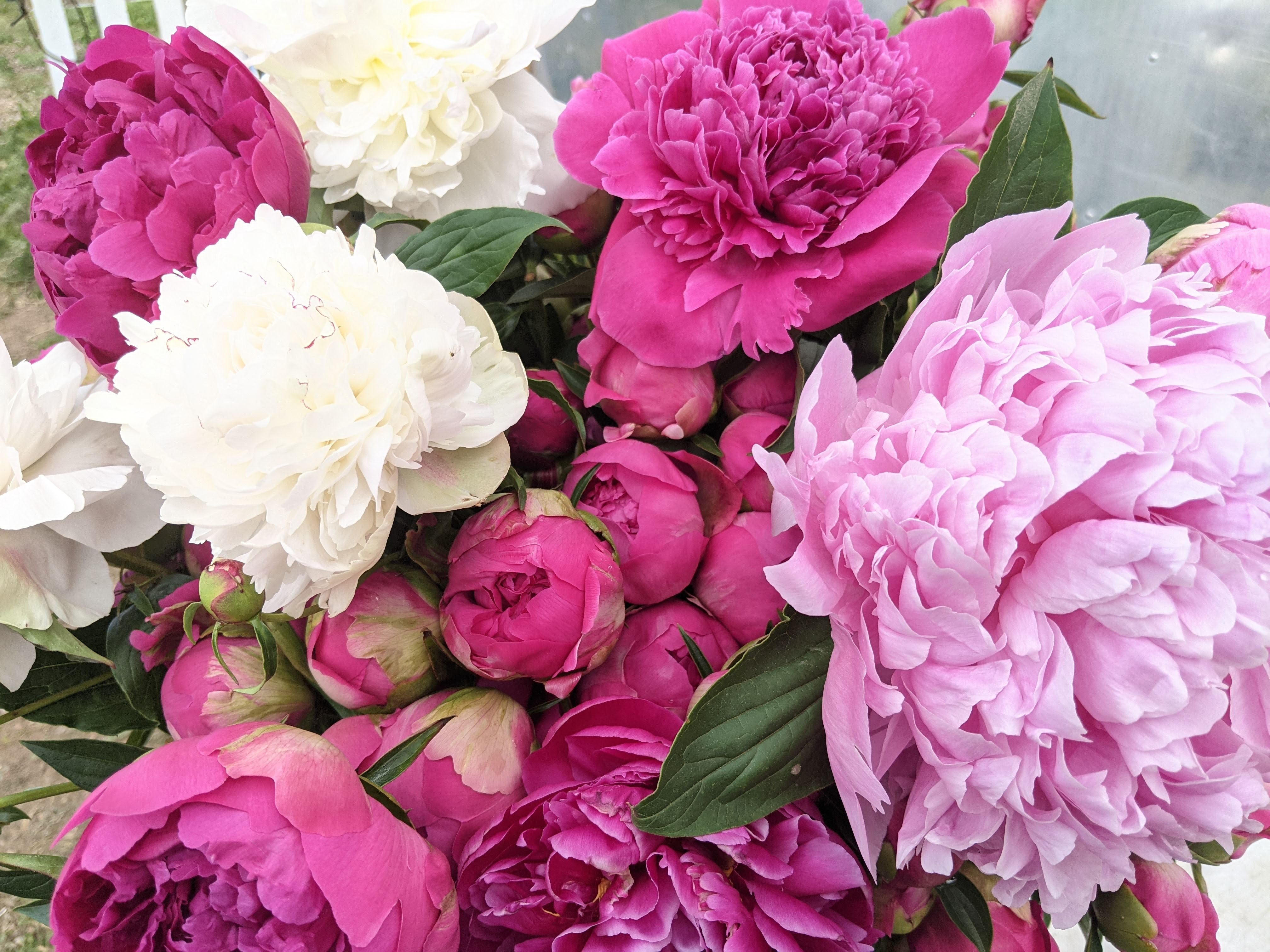 Peony Bouquet for LOCAL DELIVERY | Garden Sweet | Farm Events