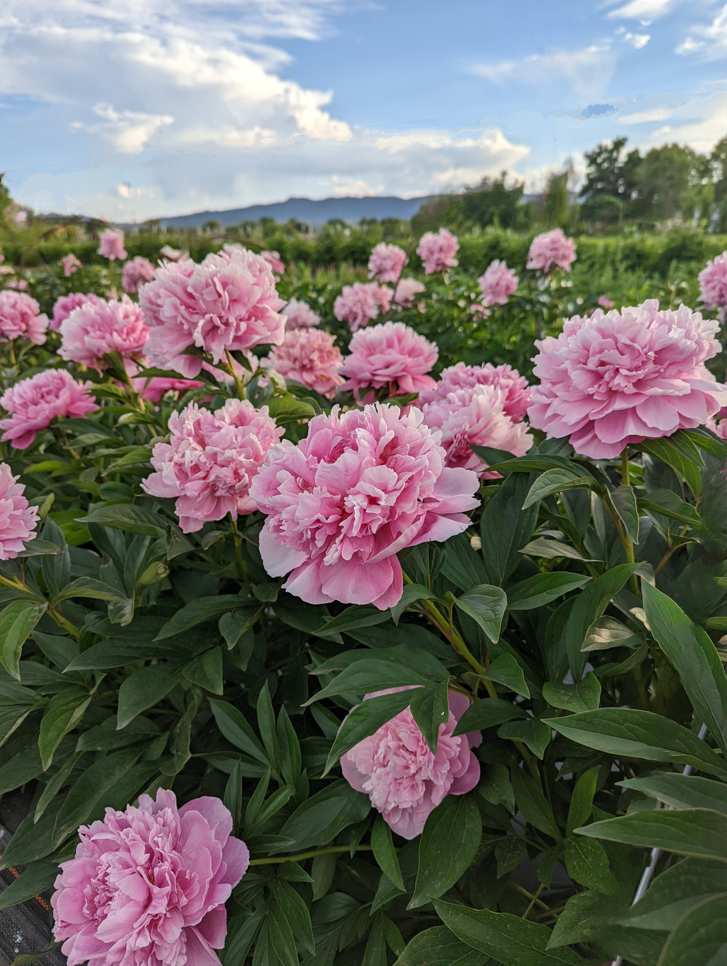Pick-Your-Own Peonies 12-stem Bucket | Garden Sweet | Farm Events