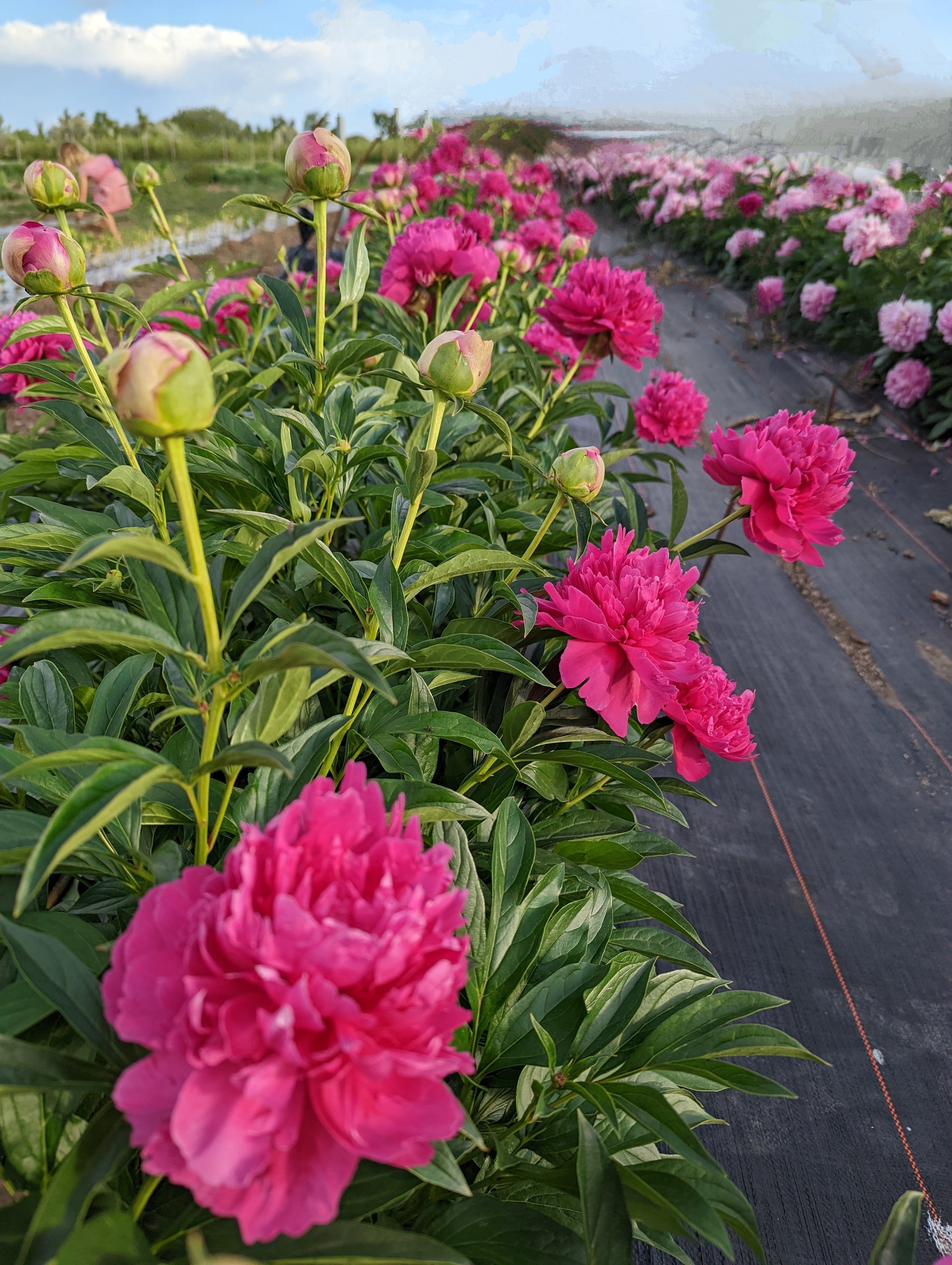 Pick-Your-Own Peonies 12-stem Bucket | Garden Sweet | Farm Events